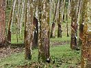 Kautschukbäume im Gunung Leuser Nationalpark  Sumatra
