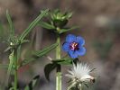 Anagallis arvensis – Blaue Gauchheil / Acker-Gauchheil - Kreta Frühjahr 2019