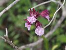 Anacamptis papilionacea - Schmetterlings-Knabenkraut - Kreta Frühjahr 2019