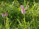 Anacamptis pyramidalis – Pyramiden-Spitzorchis, Hundswurz - Kreta Frühjahr 2019