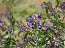 Aanchusa officinalis – gemeine Ochsenzunge - Kreta Frühjahr 2019