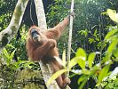 Orang Utan Mutter im Gunung Leuser Nationalpark  Sumatra