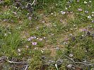 Anemone coronaria – Kronen-Anemone - Kreta Frühjahr 2019