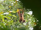 Junger Orang Utan im Gunung Leuser Nationalpark  Sumatra