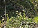Ophrys bombyliflora - Drohnen-Ragwurz - Kreta Frühjahr 2019