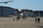 Belgische Küste: Möwen am Strand von de Haan