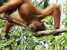 Junger Orang Utan leckt Kautschuk im Gunung Leuser Nationalpark  Sumatra