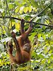 Junger Orang Utan im Gunung Leuser Nationalpark  Sumatra