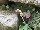 Arisarum vulgare – gemeiner Krummstab - Kreta Frühjahr 2019