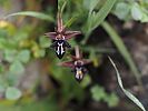 Ophrys cretica ssp. ariadnae – Ariadnes Ragwurz - Kreta Frühjahr 2019