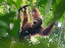 Männlicher Orang Utan im Gunung Leuser Nationalpark  Sumatra