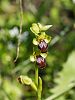 Ophrys fusca ssp. creticola - Creticola-Ragwurz - Kreta Frühjahr 2019