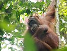 Männlicher Orang Utan im Gunung Leuser Nationalpark  Sumatra