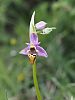Ophrys heldreichii – Heldreichs Ragwurz - Kreta Frühjahr 2019