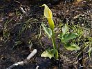 Arum creticum – kretischer Aronstab - Kreta Frühjahr 2019