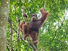 Männlicher Orang Utan im Gunung Leuser Nationalpark  Sumatra