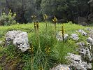 Asphodeline lutea – Junker-Lilie - Kreta Frühjahr 2019