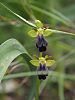 Ophrys iricolor – Regenbogen-Ragwurz - Kreta Frühjahr 2019