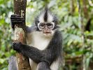 Thomas Languren im Gunung Leuser Nationalpark  Sumatra