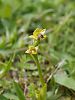 Ophrys melena – Geschwärzte Ragwurz - Kreta Frühjahr 2019