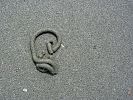 Belgische Küste: Interessante Zeichen der Sandwürmer