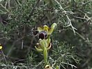 Ophrys omegalifera ssp. omegalifera – Omega-Ragwurz - Kreta Frühjahr 2019