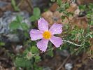 Cistus creticus – kretische Zistrose - Kreta Frühjahr 2019