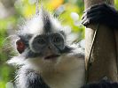 Thomas Languren im Gunung Leuser Nationalpark  Sumatra