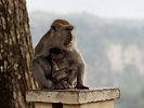 Affen im Panoramapark in Bukittinggi Sumatra Indonesien