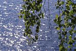 Finnland am See: Birkenzweige vor glitzerndem Wasser