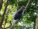 Thomas Languren im Gunung Leuser Nationalpark  Sumatra