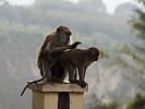 Affen im Panoramapark in Bukittinggi Sumatra Indonesien