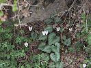 Cyclamen creticum – kretisches Alpenveilchen - Kreta Frühjahr 2019