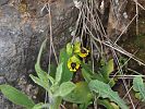 Ophrys phryganae - Phrygana-Ragwurz - Kreta Frühjahr 2019