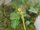 Ophrys sicula – gelbe Ragwurz - Kreta Frühjahr 2019