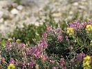 Ebenus cretica – Ebenholzstrauch - Kreta Frühjahr 2019