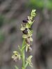 Ophrys sphegodes – kleine kretische Ragwurz - Kreta Frühjahr 2019