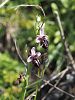 Ophrys spruneri – Spruners Ragwurz - Kreta Frühjahr 2019