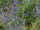 Echium plantagineum – Wegerichblättriger Natternkopf - Kreta Frühjahr 2019