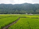 Fruchtbare Reisfelder vor dem Kraterrand - Samosir im Toba-See  Sumatra  Indonesien