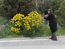 Ferula communis – Riesen-Fenchel - Kreta Frühjahr 2019