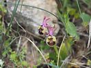 Ophrys tenthredinifera – Wespen-Ragwurz - Kreta Frühjahr 2019