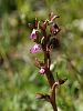 Orchis collina – Hügel-Knabenkraut - Kreta Frühjahr 2019