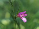 Gladiolus italicus – italienische Schwertlilie - Kreta Frühjahr 2019