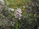 Orchis lactea – Milchweißes Knabenkraut - Kreta Frühjahr 2019