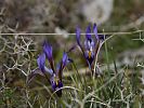 Iris cretensis – kretische Schwertlilie - Kreta Frühjahr 2019