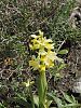 Orchis pauciflora – Wenigblütiges Knabenkraut - Kreta Frühjahr 2019