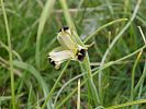 Iris tuberosa / Hermodactylus tuberosus – Wolfsschwertel / Hermesfinger - Kreta Frühjahr 2019