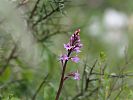 Orchis quadripunctata – Vierpunkt-Knabenkraut - Kreta Frühjahr 2019
