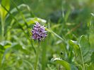 Orchis simia – Affen-Orchis - Kreta Frühjahr 2019